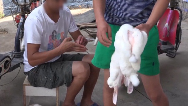 แฉคลิปโรงเชือดกระต่ายในจีน