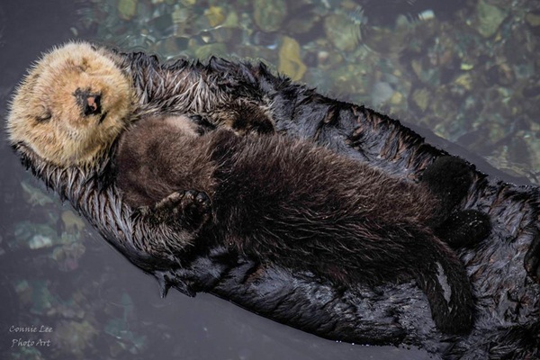 นากลอยน้ำตุ๊บป่องประคองลูกน้อยหลับปุ๋ย