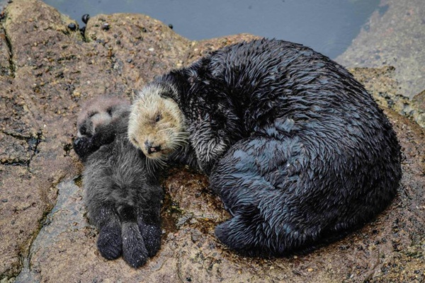 นากลอยน้ำตุ๊บป่องประคองลูกน้อยหลับปุ๋ย