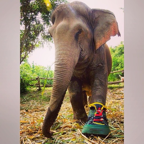 ช้างไทยเหยียบกับระเบิด