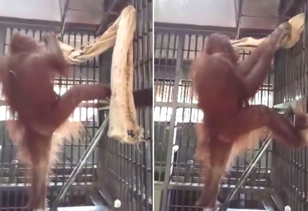 อุรังอุตังไทยแสนรู้