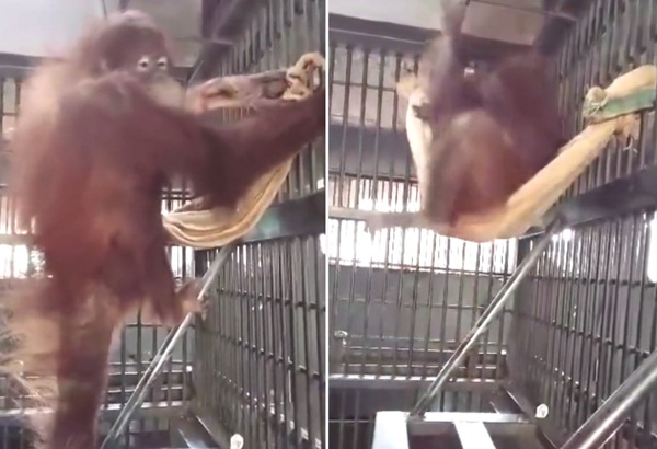 อุรังอุตังไทยแสนรู้