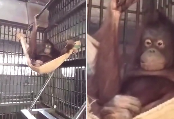 อุรังอุตังไทยแสนรู้