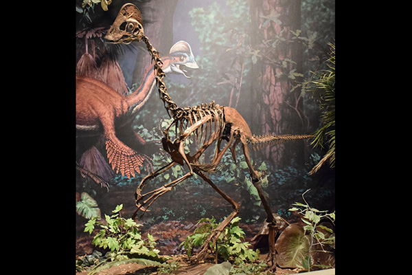 สิ่งมีชีวิตสายพันธุ์ใหม่อันน่าทึ่งแห่งปี 2015