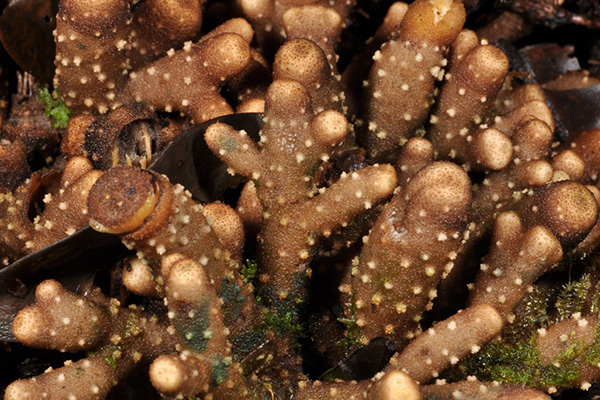 สิ่งมีชีวิตสายพันธุ์ใหม่อันน่าทึ่งแห่งปี 2015