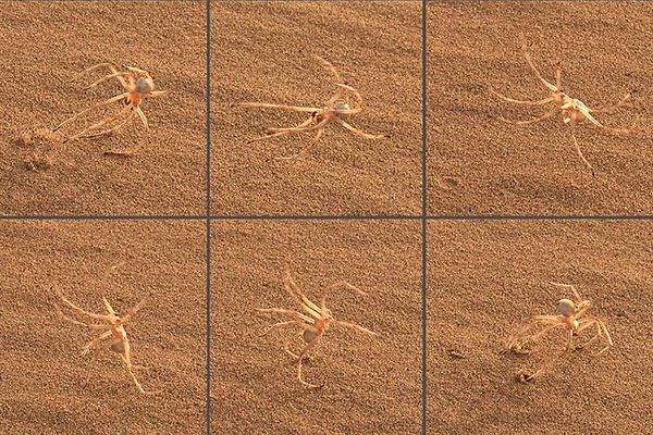 สิ่งมีชีวิตสายพันธุ์ใหม่อันน่าทึ่งแห่งปี 2015