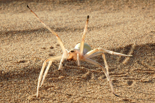 สิ่งมีชีวิตสายพันธุ์ใหม่อันน่าทึ่งแห่งปี 2015