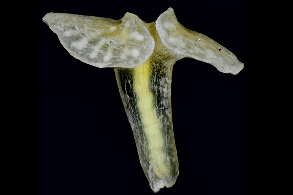 สิ่งมีชีวิตสายพันธุ์ใหม่อันน่าทึ่งแห่งปี 2015