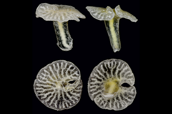 สิ่งมีชีวิตสายพันธุ์ใหม่อันน่าทึ่งแห่งปี 2015