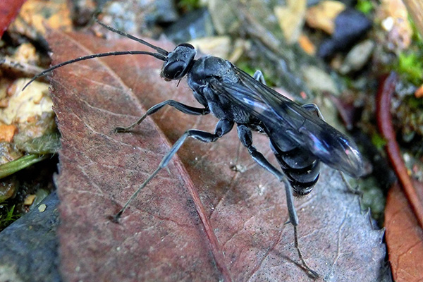 สิ่งมีชีวิตสายพันธุ์ใหม่อันน่าทึ่งแห่งปี 2015