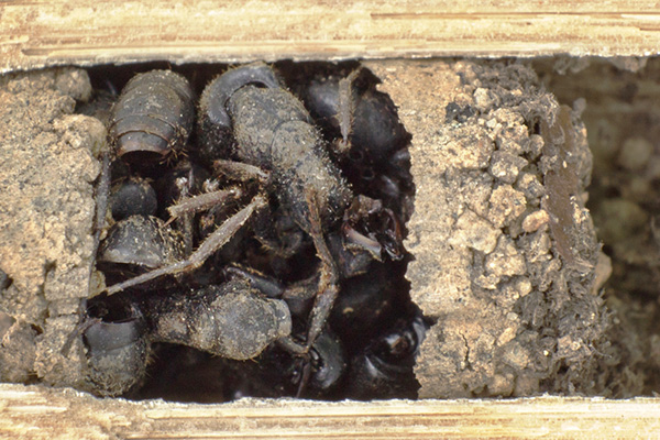 สิ่งมีชีวิตสายพันธุ์ใหม่อันน่าทึ่งแห่งปี 2015