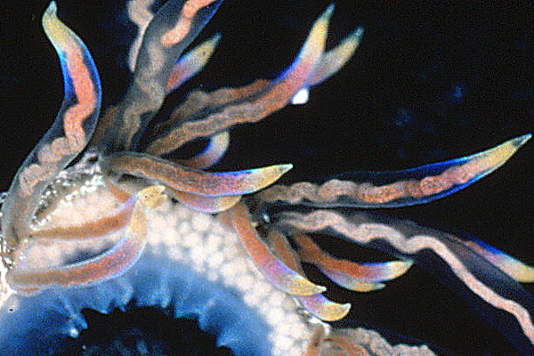 สิ่งมีชีวิตสายพันธุ์ใหม่อันน่าทึ่งแห่งปี 2015