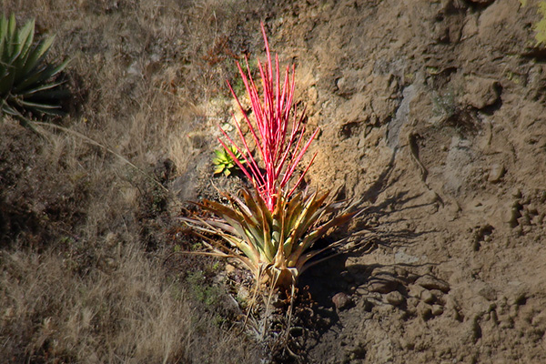 สิ่งมีชีวิตสายพันธุ์ใหม่อันน่าทึ่งแห่งปี 2015