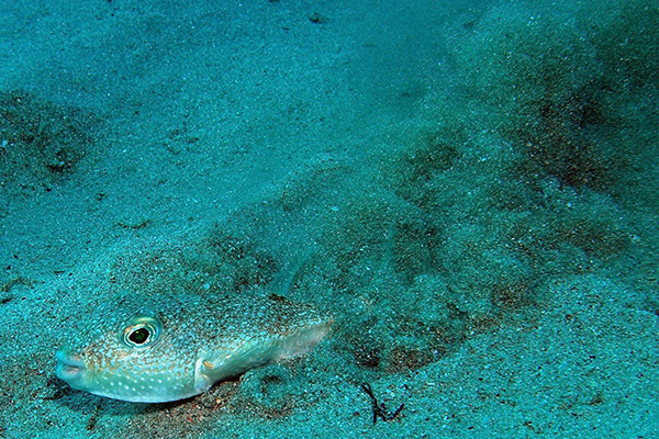 สิ่งมีชีวิตสายพันธุ์ใหม่อันน่าทึ่งแห่งปี 2015