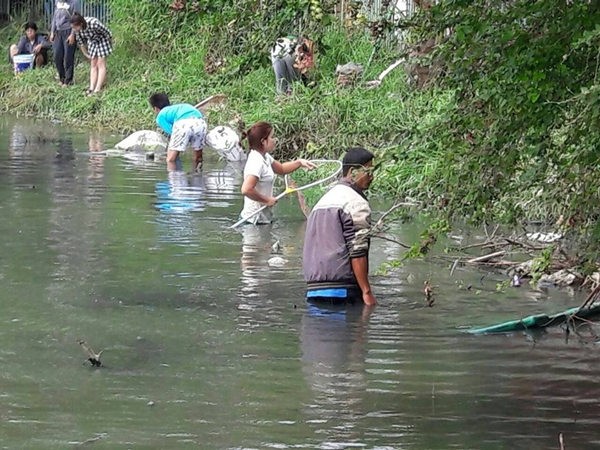 ปลาน็อกน้ำตายเกลื่อนบ่อ