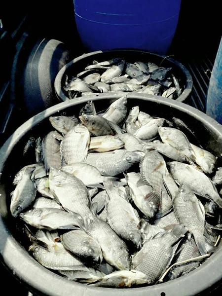 ปลาน็อกน้ำตายเกลื่อนบ่อ