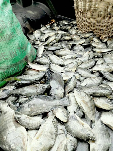 ปลาน็อกน้ำตายเกลื่อนบ่อ