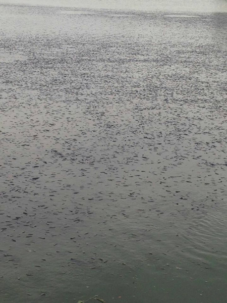 ปลาน็อกน้ำตายเกลื่อนบ่อ