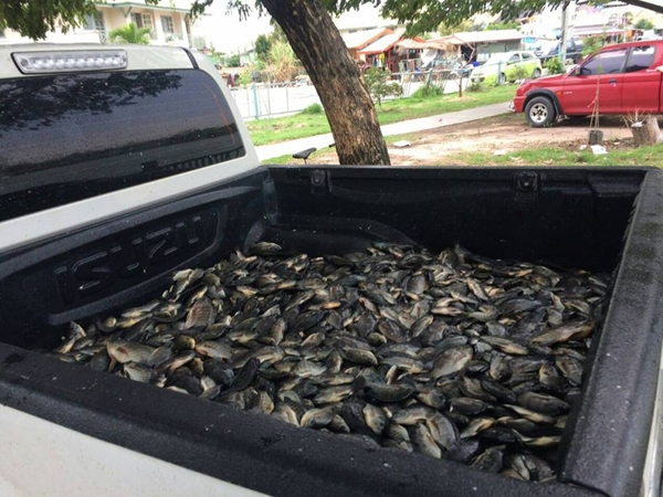 ปลาน็อกน้ำตายเกลื่อนบ่อ