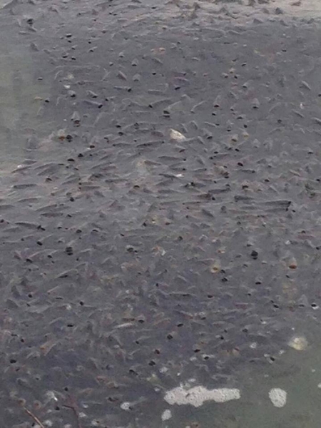 ปลาน็อกน้ำตายเกลื่อนบ่อ