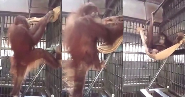 อุรังอุตังไทยแสนรู้