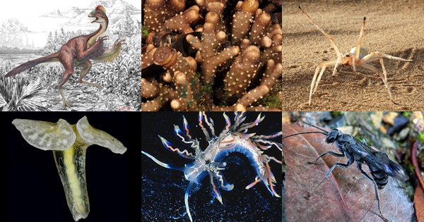 สิ่งมีชีวิตสายพันธุ์ใหม่อันน่าทึ่งแห่งปี 2015