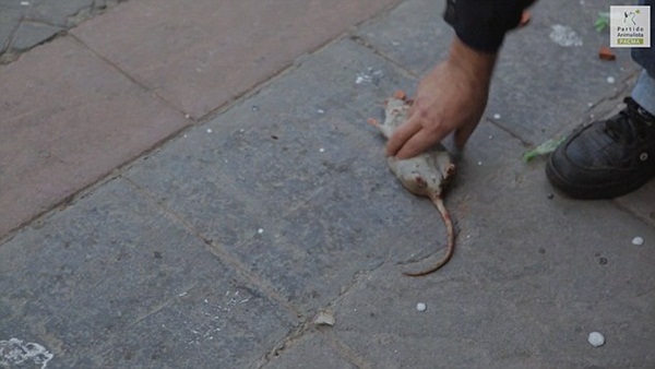 สงครามขว้างหนู