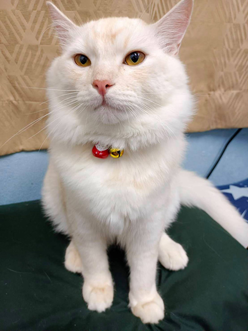 แมวยักษ์