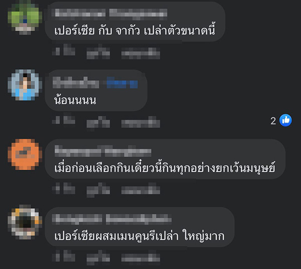 แมวยักษ์