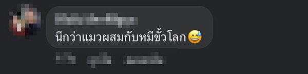 แมวยักษ์