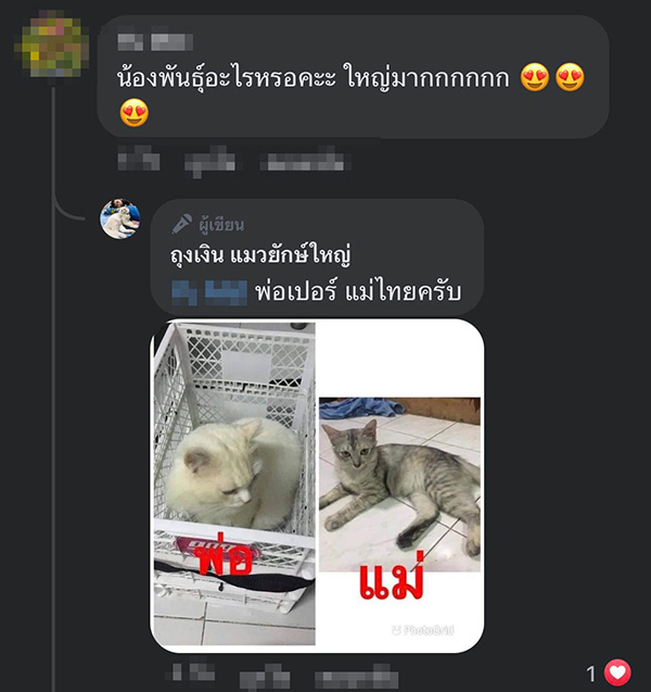 แมวยักษ์