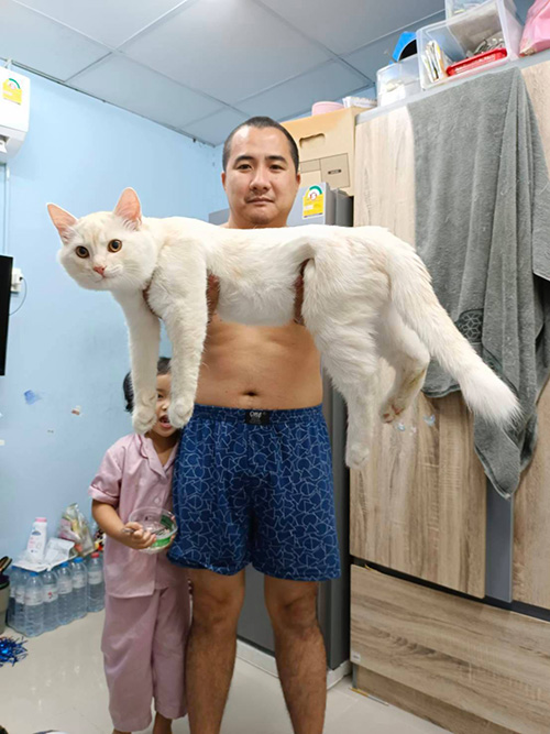 แมวยักษ์