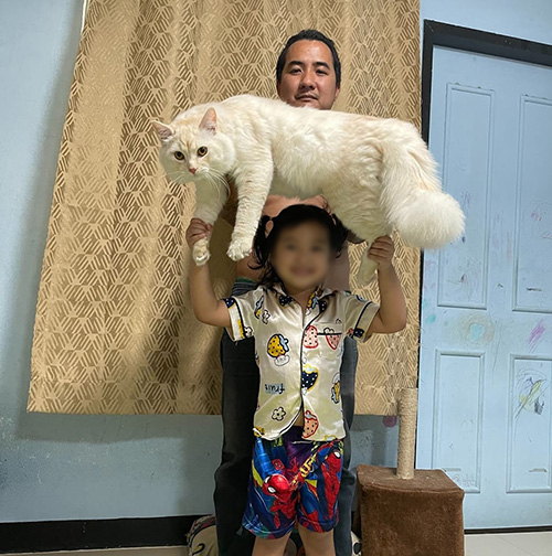 แมวยักษ์