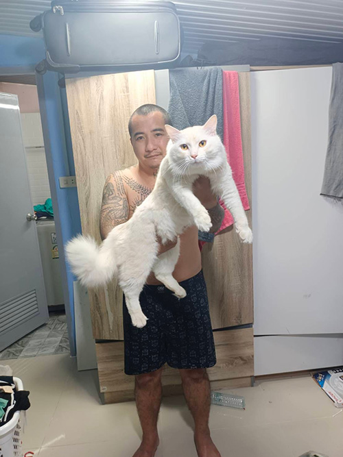 แมวยักษ์