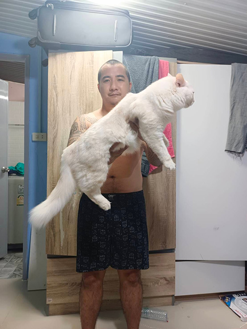 แมวยักษ์