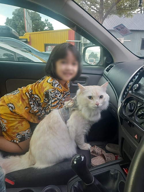 แมวยักษ์