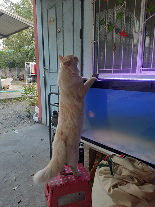 แมวยักษ์