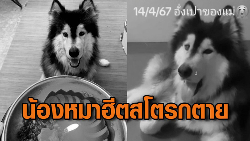 หมาไซบีเรีย