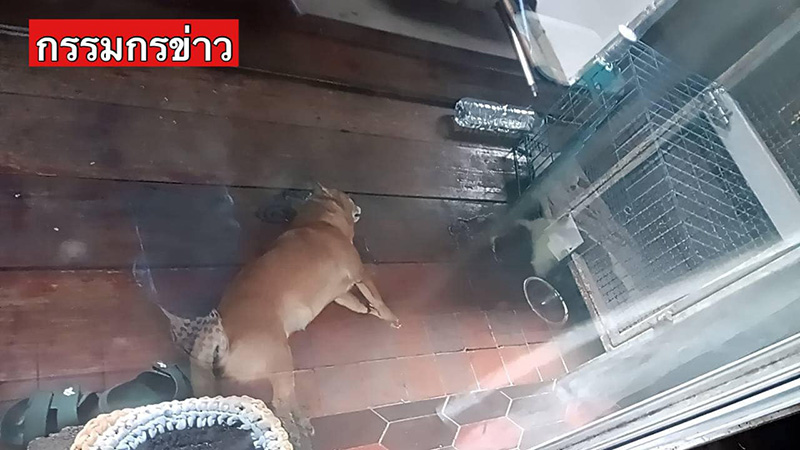 ฆ่าตัวตาย