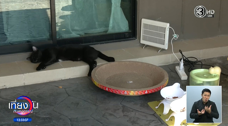 สงครามนางฟ้า