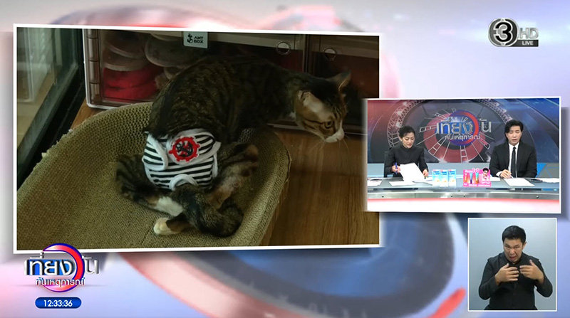 สงครามนางฟ้า