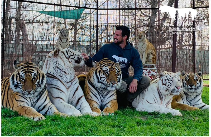 เสือทำร้าย