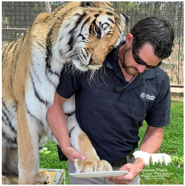 เสือทำร้าย