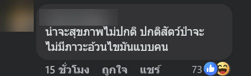 จิ้งจกอ้วน