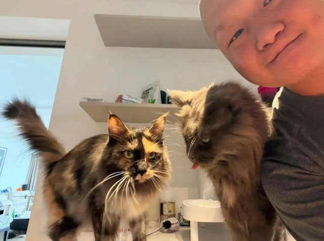 ให้อาหารแมว