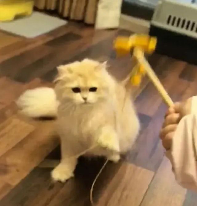 ให้อาหารแมว