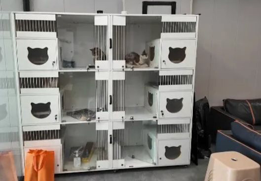 ให้อาหารแมว