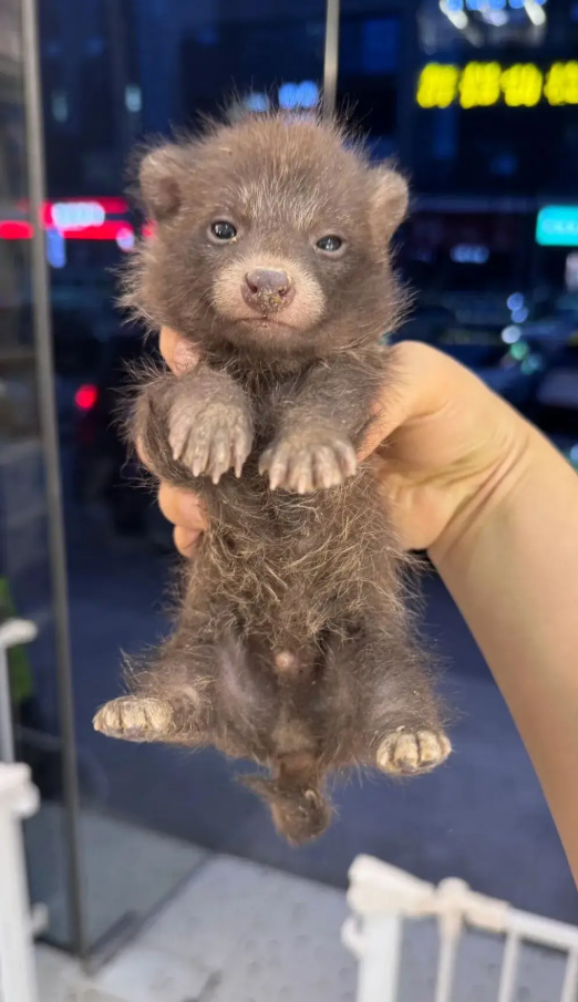 แรคคูนด็อก