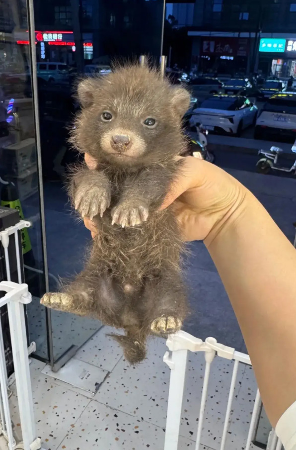 แรคคูนด็อก