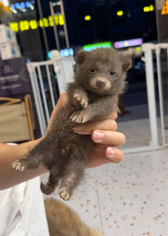 แรคคูนด็อก